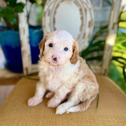 Boy 3 - male Goldendoodle puppy in Mapleton, Utah from Natural Doodle Life