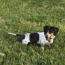 Dachshund Puppies from The Greyline Dogs