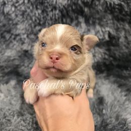 Cosmo - Merle male Chihuahua puppy in Bowdon, Georgia from Paschal's Pups