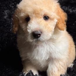 Odie - Apricot male Maltipoo puppy in Bakersfield, California from Silvia's Maltipoos