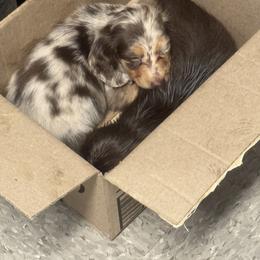 Dachshund Puppies from EntityDachs