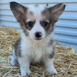 Ronnie - Sable merle and white male American Corgi puppy in East Oakdale, California from Rhettro Kennels
