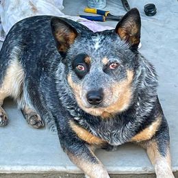 Australian Cattle Dogs from A Bar G Ranch ACDs