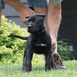 Green Collar - Tiger female Perro de Presa Canario puppy in Pocahontas, Illinois from Cabeza Grande Kennel