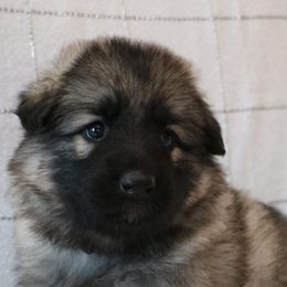 German Shepherd Puppies from Silver Elite Shepherds