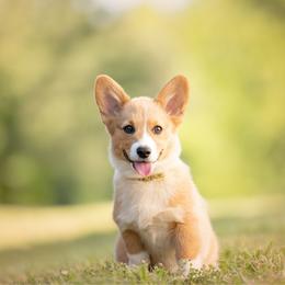 Yellow Collar - Honeybun - Red female Pembroke Welsh Corgi puppy in Waverly Hall, Georgia from 6g Ranch Corgis