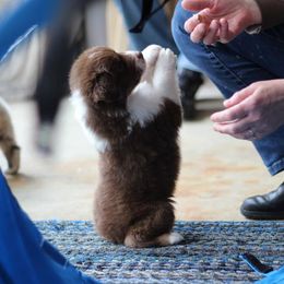 Australian Shepherds from Snowberry Point Aussies