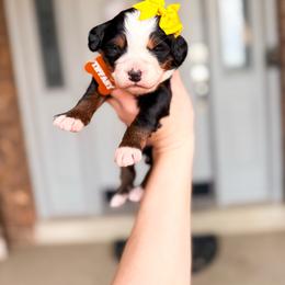 Tiffany - Tri-color female Bernedoodle puppy in West Haven, Utah from Split Mountain Doodles