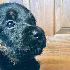 Labradoodles and Labrador Retrievers from Whispers of Grace Labs & Doodles