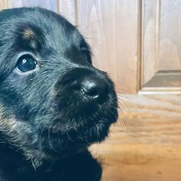 Labradoodles and Labrador Retrievers from Whispers of Grace Labs & Doodles