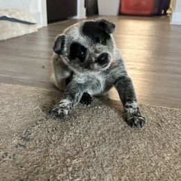Australian Cattle Dog Puppies from Folie à Deux Australian Cattle Dogs