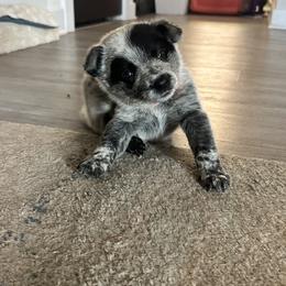 Australian Cattle Dog Puppies from Folie à Deux Australian Cattle Dogs