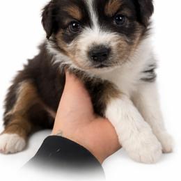 Pepper - Red merle female Australian Shepherd puppy in Richmond, Virginia from RVA Aussies