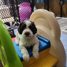Australian Labradoodle puppies from HighStar ALD, Inc.