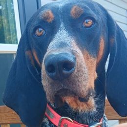 Bailey - Bluetick Coonhound