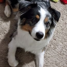 Miniature American Shepherd All Grown Up from Moon Phase Kennel