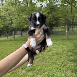 Miniature Australian Shepherd Puppies from Wishing Tree Minis