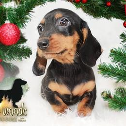 Dachshund Puppies from Piney Woods Miniature Dachshunds