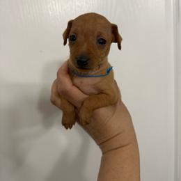 Leonardo - Red male Miniature Pinscher puppy in Albuquerque, New Mexico from Legacy Danes