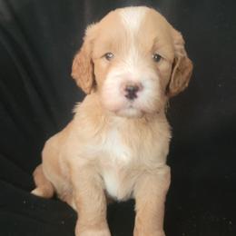 Roe's Orange Boy - Apricot male Goldendoodle puppy in Brea, California from River Doodles