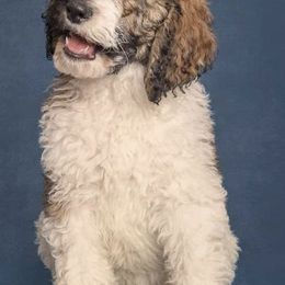 Poodles from Samantha Cook Parti Poodles LLC