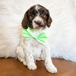 Boy 2 - Cavapoo puppy in Pleasant Grove, Utah from Destination Doodles