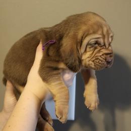 Purple Collar Liver Tan Girl - Liver and tan female Bloodhound puppy in Franklin, Indiana from K Creek Farms