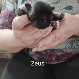 Zeus - Brindle male Shih Tzu puppy in Ruffs Dale, Pennsylvania from RAM Shih Tzus Rolling Hills of PA
