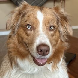 Iris - Australian Shepherd