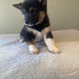 Kuro - Black and tan male Shiba Inu puppy in Monett, Missouri from Happy Tails Shiba Inus