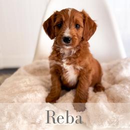 Reba - Red  female Goldendoodle puppy in Melba, Idaho from KZ Doodles