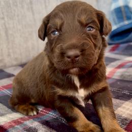 Bear - Black tri-color male Australian Shepherd puppy in Charlotte, North Carolina from Awesome Aussies