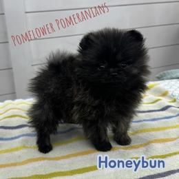 Honeybun - Brindle male Pomeranian puppy in Macon, Georgia from Pomflower Pomeranians