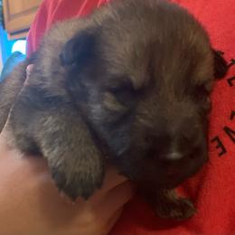 Male 1 - Sable male German Shepherd puppy in Effingham County, Illinois from Delaney Working Dogs