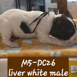 Brown - Liver and white male German Shorthaired Pointer puppy in Dahlonega, Georgia from Pointer Mountain Bird Dogs