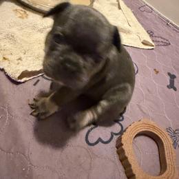 Peanut - Blue male French Bulldog puppy in Philadelphia, Pennsylvania from Kiki Leigh Frenchies