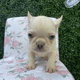 French Bulldog Puppies from For the Luv of Frenchies