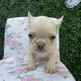 French Bulldog Puppies from For the Luv of Frenchies