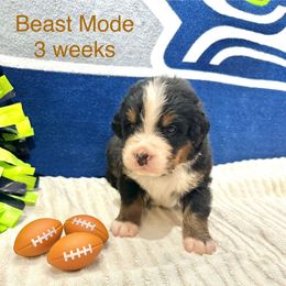 Beast Mode - Tan Collar - Black rust and white male Bernese Mountain Dog puppy in Ravensdale, Washington from Raven Rock Puppies