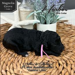 Harbor - Pink Collar - Black and white female Aussiedoodle puppy in Oxford, Alabama from Magnolia Grove Doodles