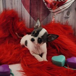 Chihuahua Puppies from OutLaw Chihuahua's