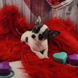 Chihuahua Puppies from OutLaw Chihuahua's