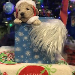 Goldendoodle, Schnoodle, and Sheepadoodle Puppies from Dood Ranch