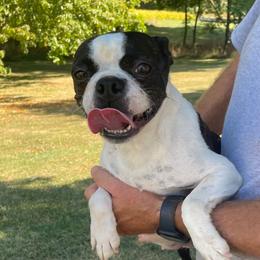 Esther - Boston Terrier