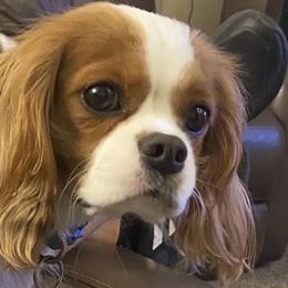 Maggie - Cavalier King Charles Spaniel