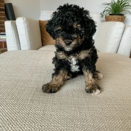 Cavapoo Puppies from Hess Cavapoos