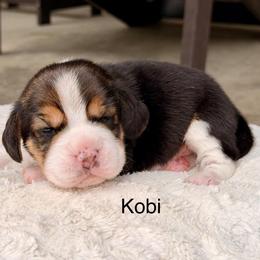 Kobi - Black tan and white male Beagle puppy in Mansfield, Missouri from Rippee Creek Kennel