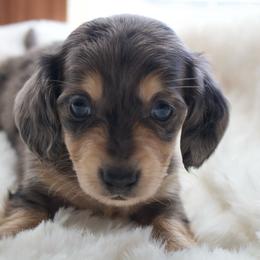 Harry - Dapple male Dachshund puppy in Morrow, Ohio from Courtney’s Colorful Doxies