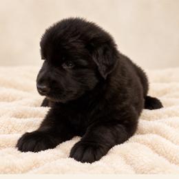 Orange Collar Male, Fall - Black male Shiloh Shepherd puppy in Griffin, Georgia from Orchard Hills Shilohs