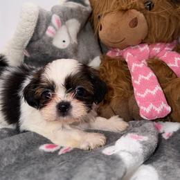 Fluttershy - Red and white female Shih Tzu puppy in Russellville, Kentucky from The Patriot Tzu